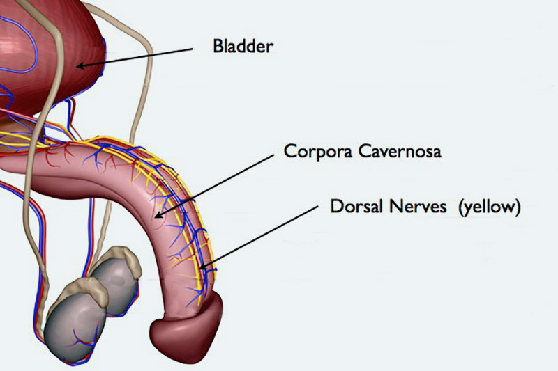 Dorsal-nerves-penis.jpg