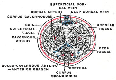 Penis Cross Section.png