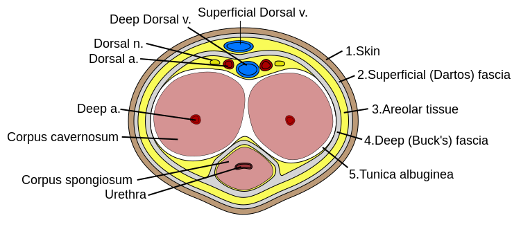 Penis_cross_section.svg.png