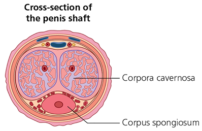 EP_SG_Different-views-of-the-penis_2.png