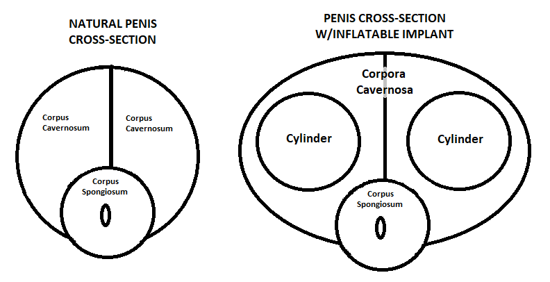penis cross-section.png
